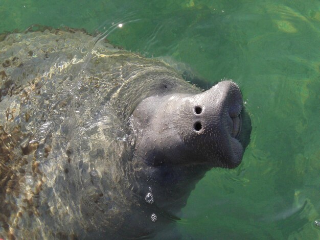 写真 水中のマナティ