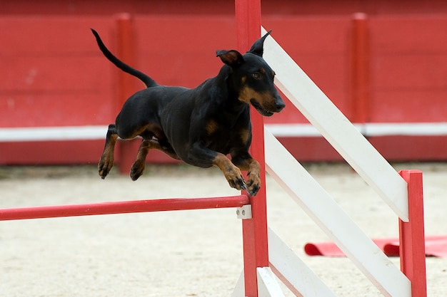 Manchester terrier in agilità