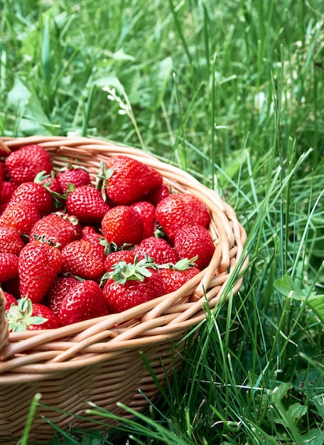 Mand met aardbeien op het gras.