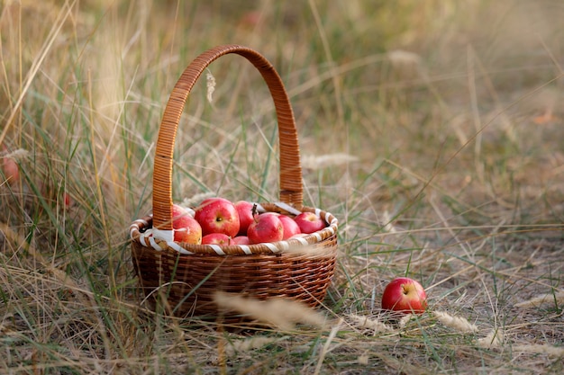 Mand met appels onder gras. Concept van voedsel, oogst en herfst.