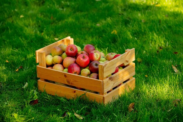 Mand met appels op groen gras in de tuin