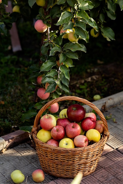 Mand met appels staat op het pad in de tuin onder de appelboom