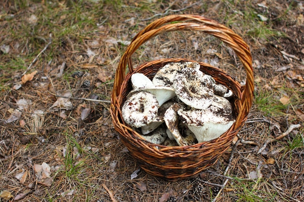 Mand met champignons