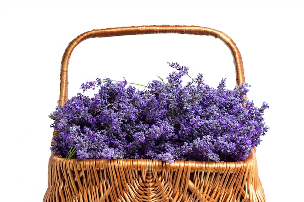 Mand met een lavendel, geïsoleerd op wit