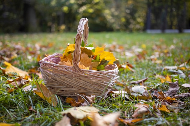 mand met esdoornbladeren in het herfstbos.