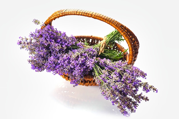Mand met lavendel bloemen plant boeket geïsoleerd op witte achtergrond