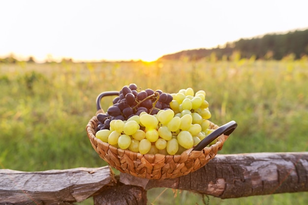Mand met oogst van groene en blauwe druiven close-up, prachtige zonsondergang natuur achtergrond. Herfst, landbouw, wijngaard, oogsten, gezond biologisch natuurlijk voedsel