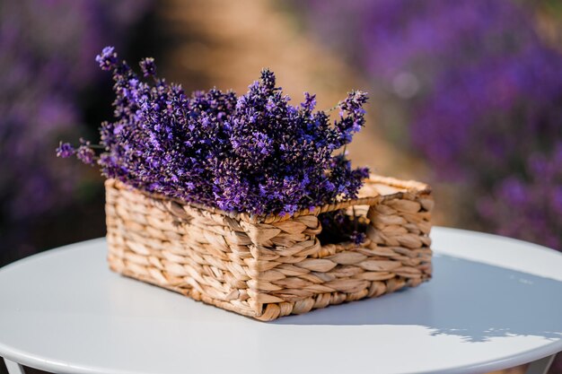 Mand met prachtige lavendel in het veld in Provance Oogstseizoen