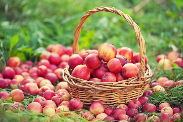 Mand met rode appels op het gras