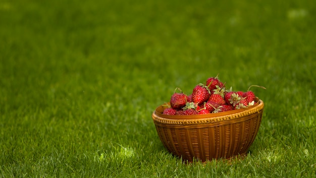 mand met tuin aardbeien op het groene gras in de tuin