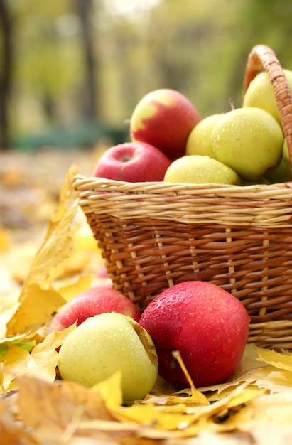 Mand met verse rijpe appels in de tuin op herfstbladeren