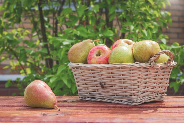 Mand met verse rode appels en groene peren op houten tafel in de tuin.