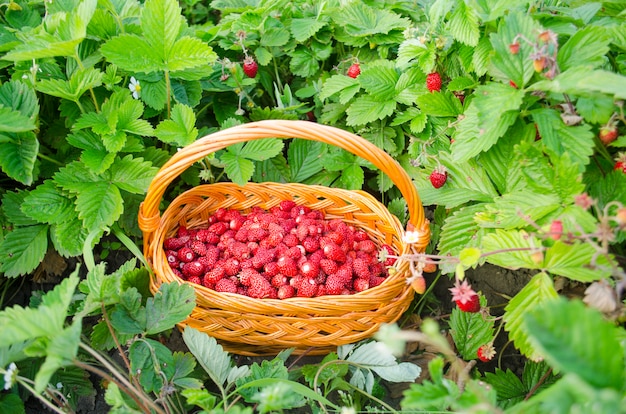 Mand met verse wilde aardbeien