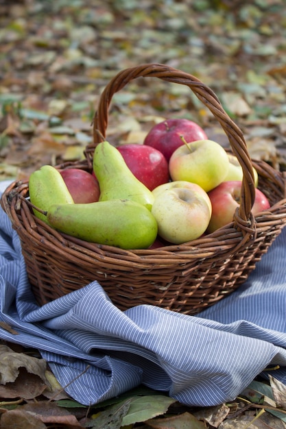 Mand vol fruit in de zomer gras. Verse druiven, peren en appels in de natuur