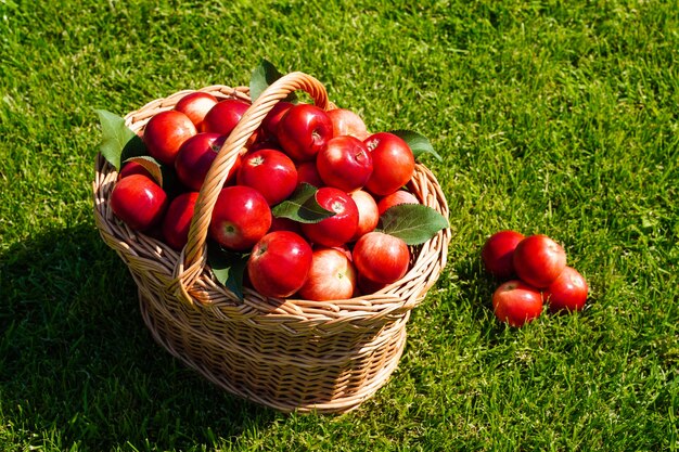 Mand vol rijpe rode appels op groen gras oogsten verspreide appels en vers biologisch fruit van de boerderij