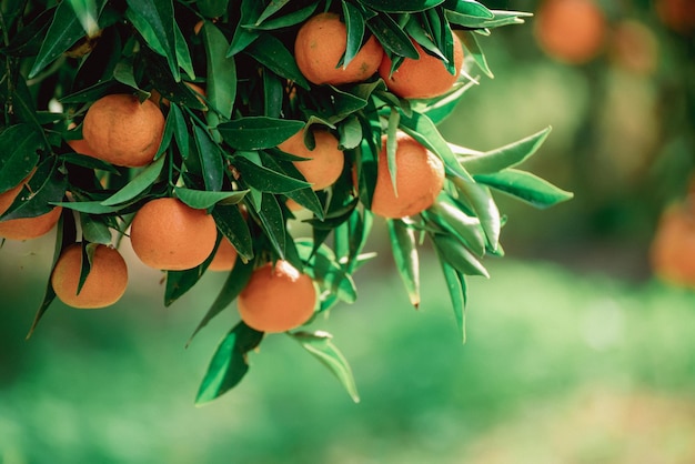 Mandarijn groene tuin