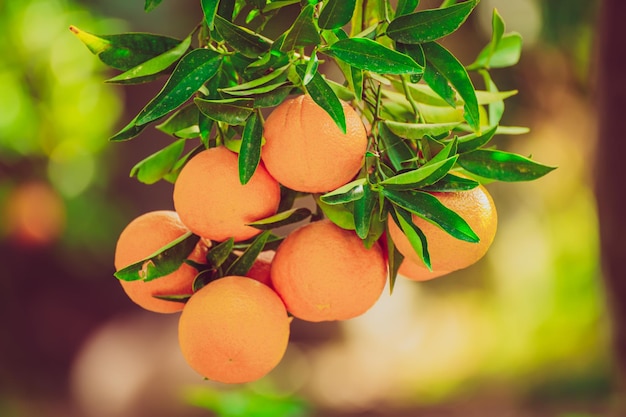 Mandarijn groene tuin