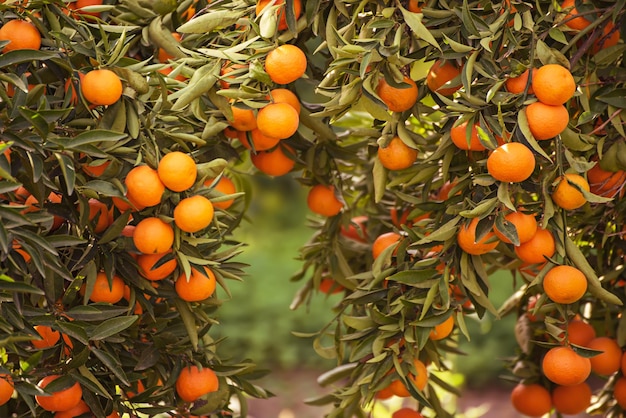 Mandarijn groene tuin