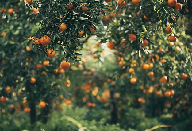 Mandarijn zonnige tuin met groene bladeren en rijp fruit Mandarijnboomgaard met rijpende citrusvruchten Natuurlijke buitenvoedselachtergrond