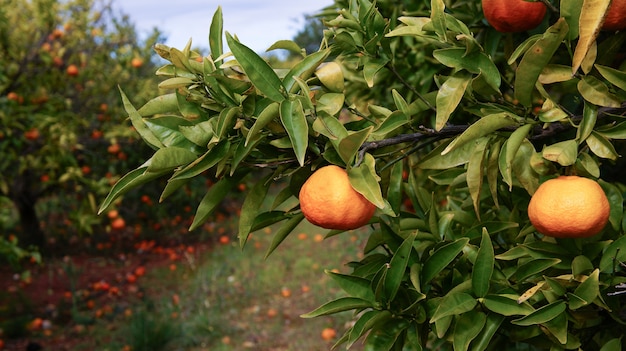 Mandarijnbomen in valencia