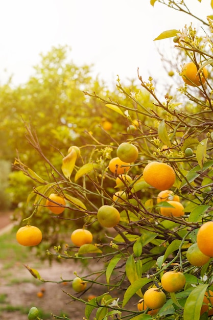 Mandarijnboom geladen met rijp fruit klaar om te oogsten