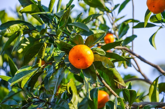 Mandarijnboom in een botanische tuin Batumi Georgia