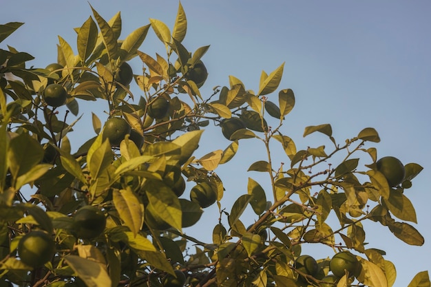 Mandarijnboom met fruit. Tak met verse groene mandarijnen en bladeren. Satsuma boom afbeelding.