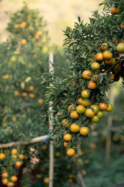 Mandarijnen of Sai Nam Phueng Orange boerderij