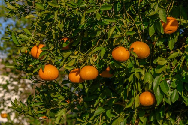 mandarijnen op takken in de tuin overdag 34