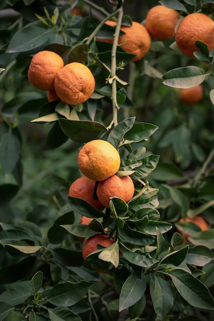 Mandarijnentuin met fruit