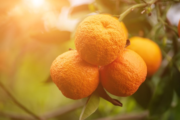 Mandarijntuin met groene bladeren en rijp fruit Mandarijnboomgaard met rijpende citrusvruchten Natuurlijke buitenvoedselachtergrond