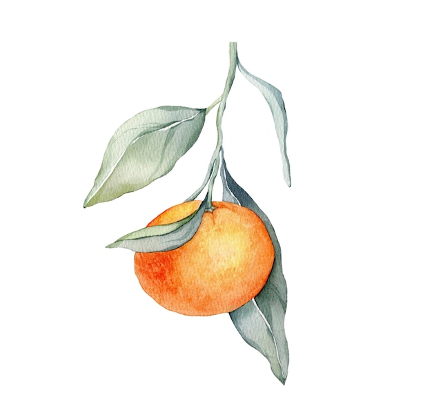 Mandarin branches with green leaves Isolated Watercolor illustration collectioncitrus fruits orange