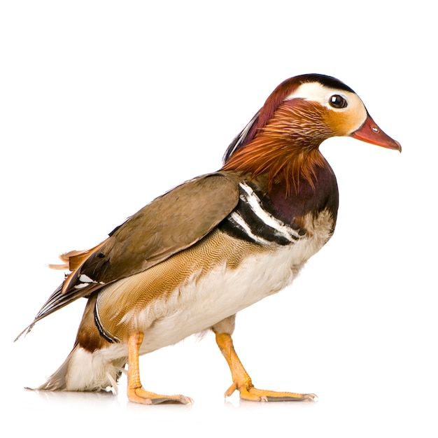 Mandarin duck in front of a white background