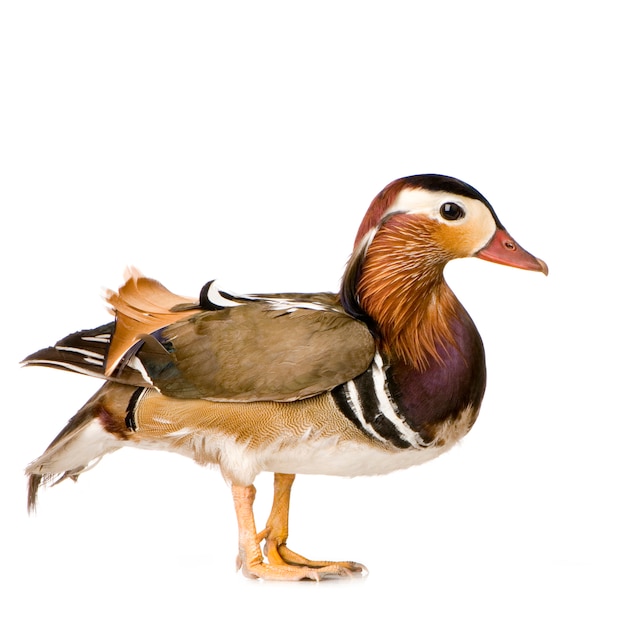 Mandarin duck in front of a white background