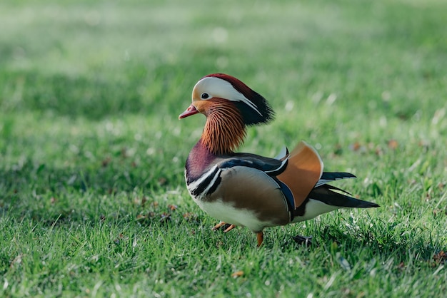 The mandarin duck walks through the meadow in the morning