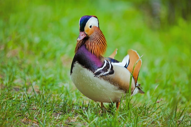 Photo mandarin duck