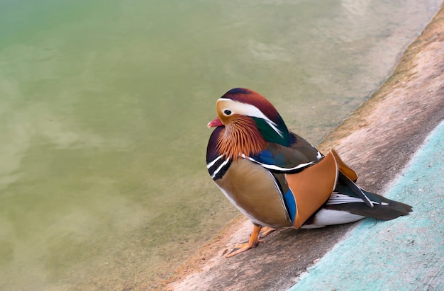 Photo mandarin duck