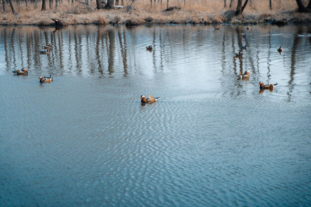 Mandarin ducks swimming on the lake