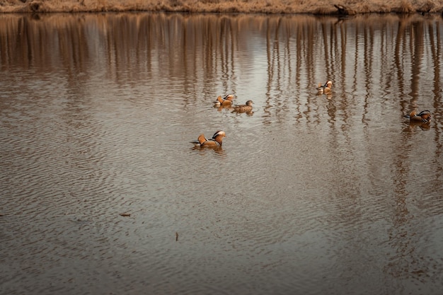 Mandarin ducks swimming on the lake