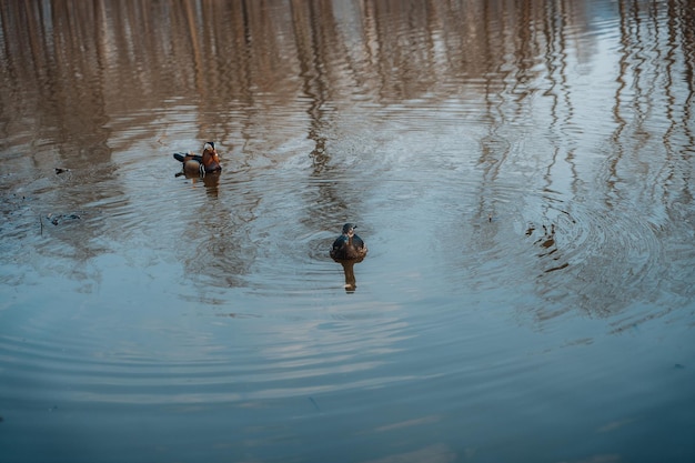 Утки-мандаринки плавают на озере