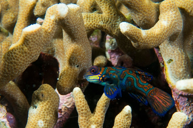 Foto pesce mandarino su uno sfondo di corallo duro