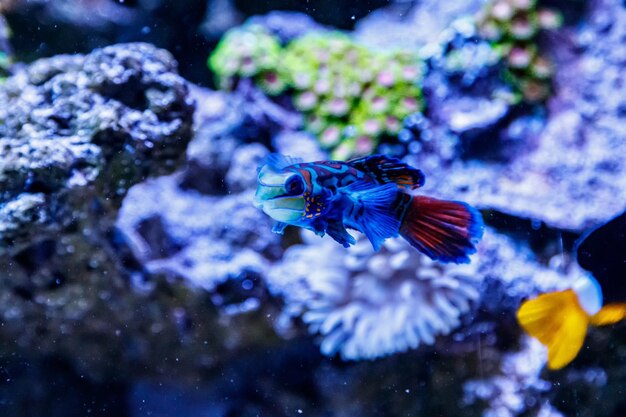 Mandarin fish Synchiropus splendidus