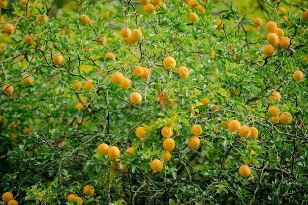 木のマンダリン果実 オレンジの木 植物の新鮮なオレンジ