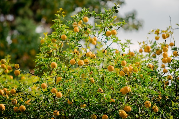 Photo mandarin fruits on a tree orange tree fresh orange on plant