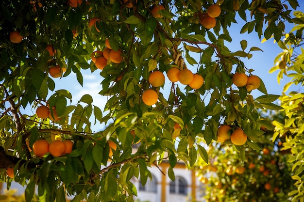 Mandarin fruits on a tree