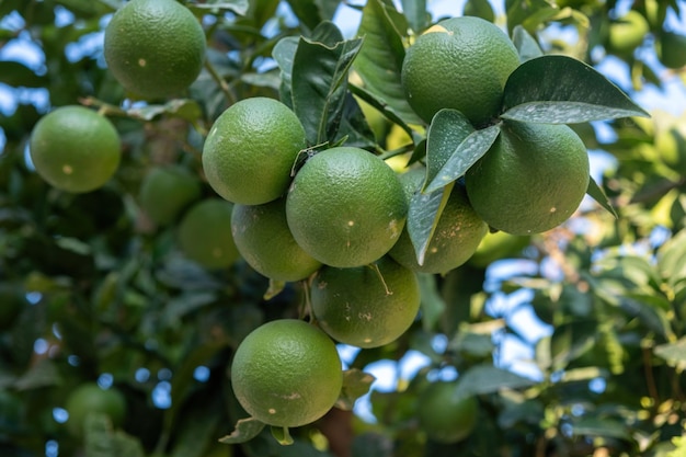 Mandarin orange green healthy fruit on blur background citrus plant essential oil non toxic