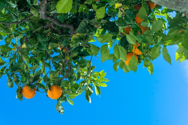 Mandarin tree with ripe fruits orange tree ripen clementines on trees in a citrus cultivation