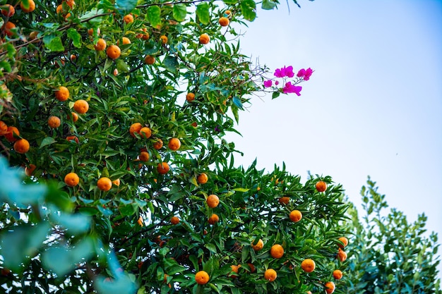 Mandarin tree with ripening fruits Harvest tangerines on a tree