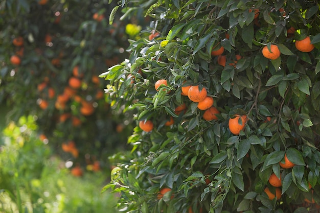 Photo mandarin trees with fruits on the branches.