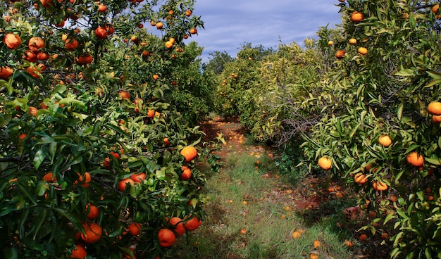 mandarine trees in Valencia